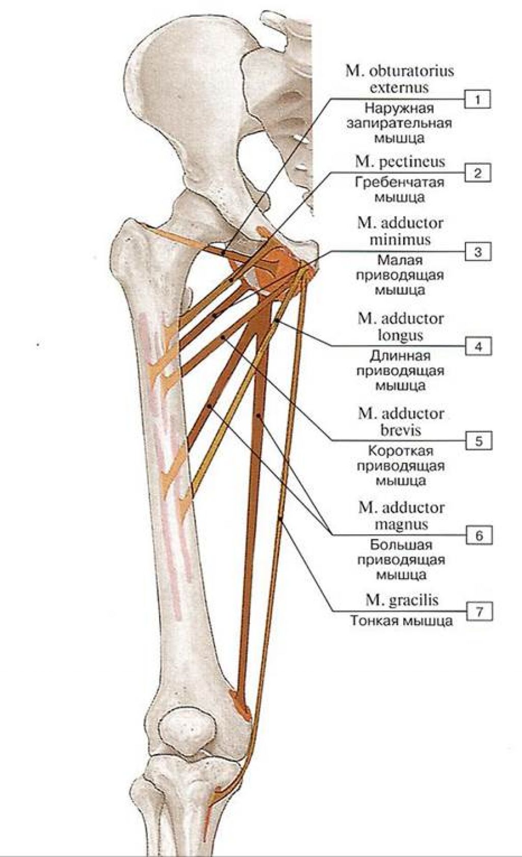 Точки крепления приводящих мышц бедра
