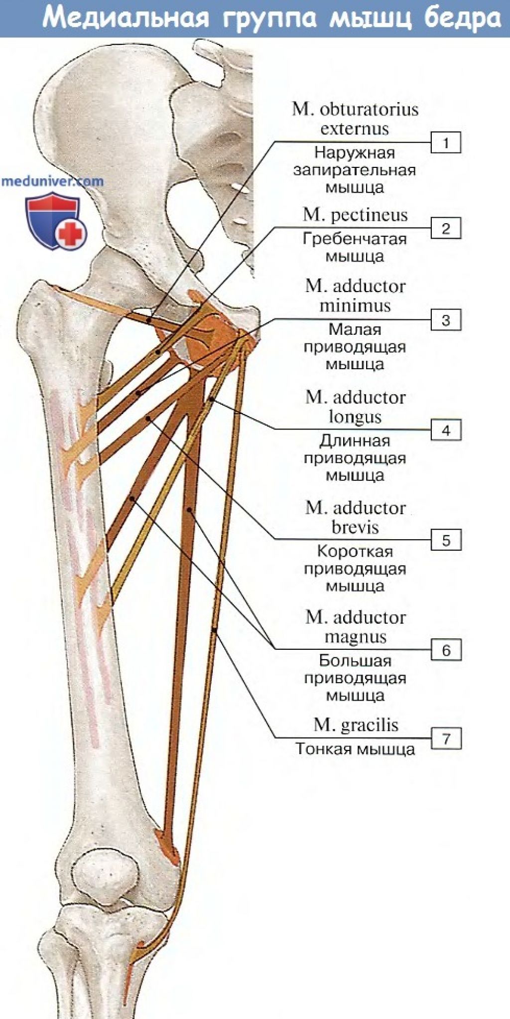 Приводящая мышца бедра латынь