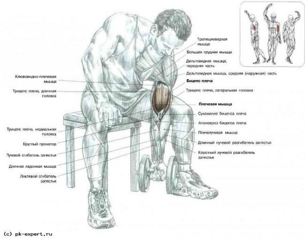 Упражнения в зале на бицепс и трицепс. Концентрированное сгибание рук на бицепс. Концентрированные сгибания рук с гантелями сидя. Схема качания бицепса гантелями. Схема прокачки бицепса гантелями.