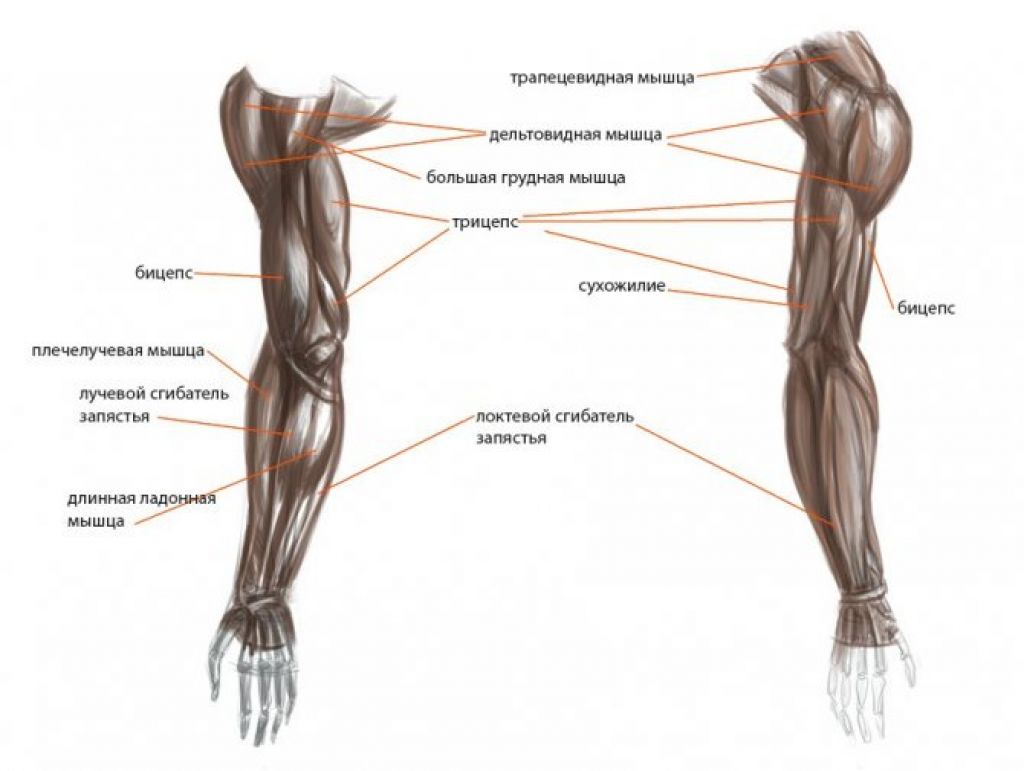 Рука человека название. Мышцы руки анатомия. Строение мышц руки человека. Названия мышц рук бицепс трицепс. Анатомия человека рука от плеча до кисти мышцы.