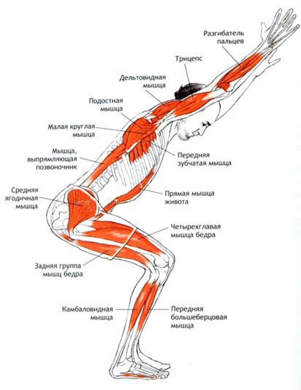 Прыжок в длину мышцы. Уткатасана анатомия. Уткатасана Айенгар. Ардха Уткатасана. Уткатасана анатомия мышц.