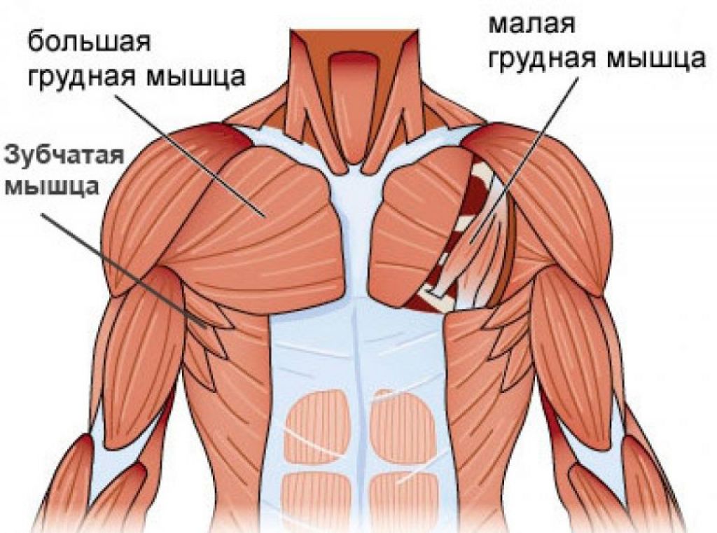 Мышцы груди картинка