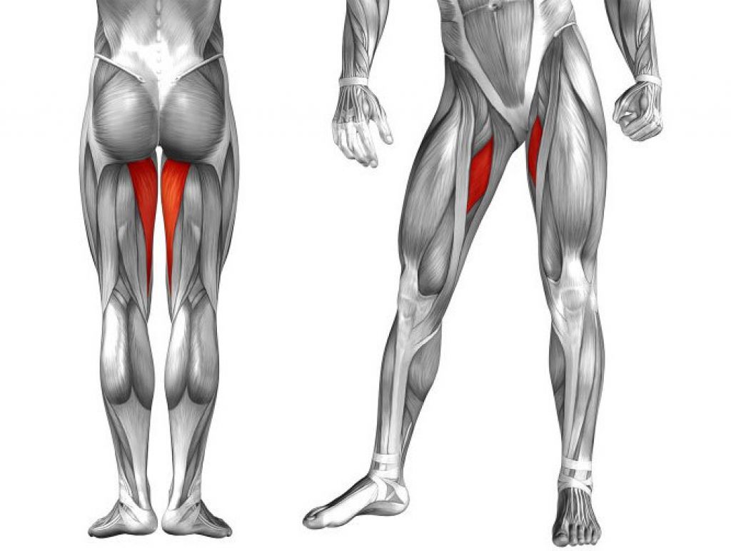 расположение мышц на ногах женщины спереди фото