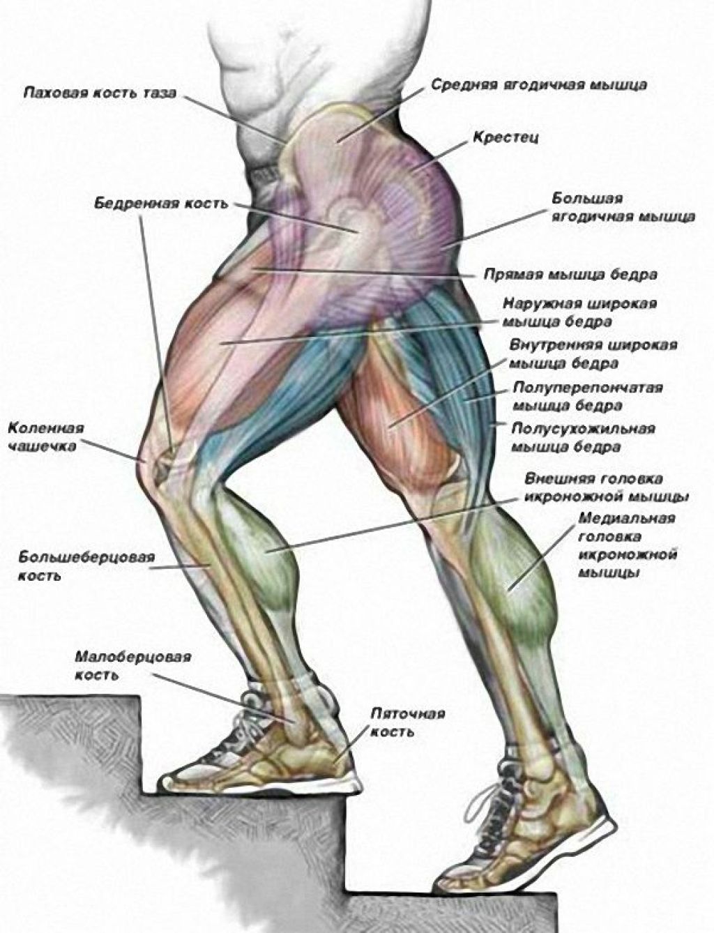 Какие мышцы качаются при беге. Какие мышцы работают при подъеме на лестницу. Мышцы задействованные при подъеме по лестнице. Ягодичные мышцы анатомия строение. Мышцы задействованные при подъеме ног.