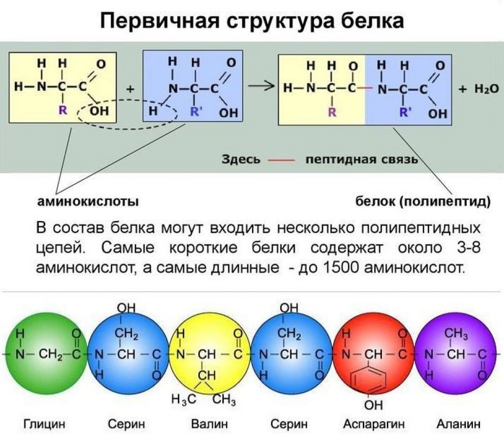Химическая связь первичной структуры. Первичная структура белка аминокислоты. Первичная структура аминокислот. Структура белка аминокислоты. Первичная структура белка формула.