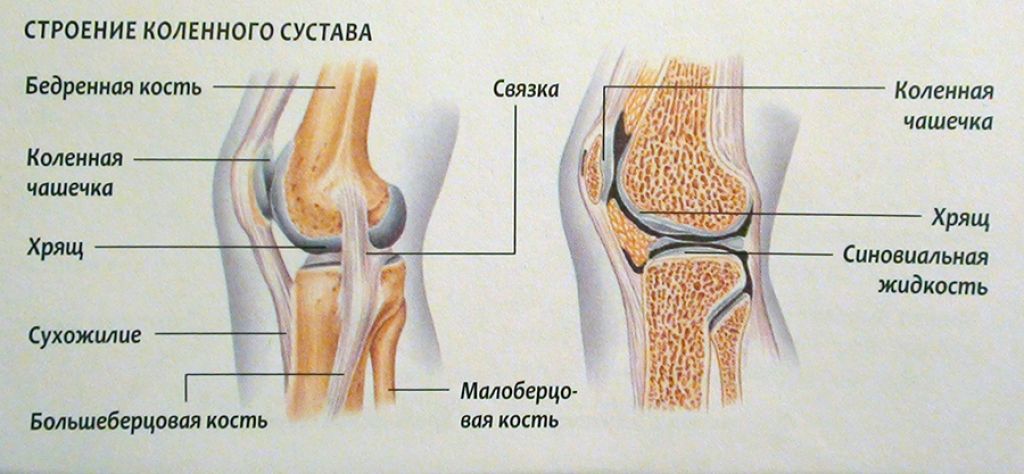 Связки на колене схема