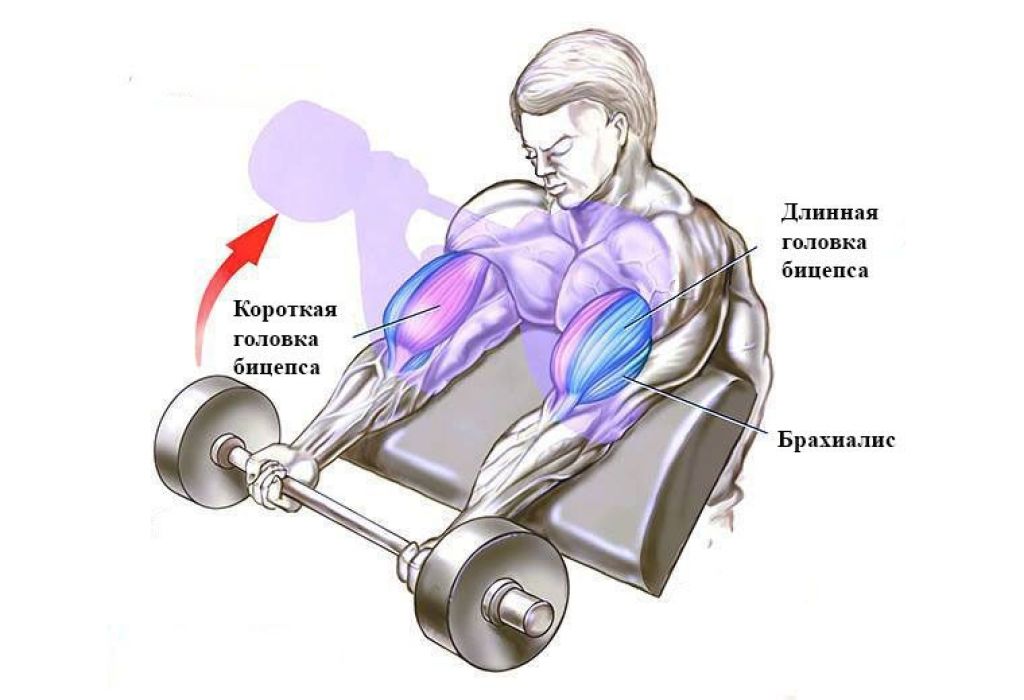 Молотковые сгибания с гантелями