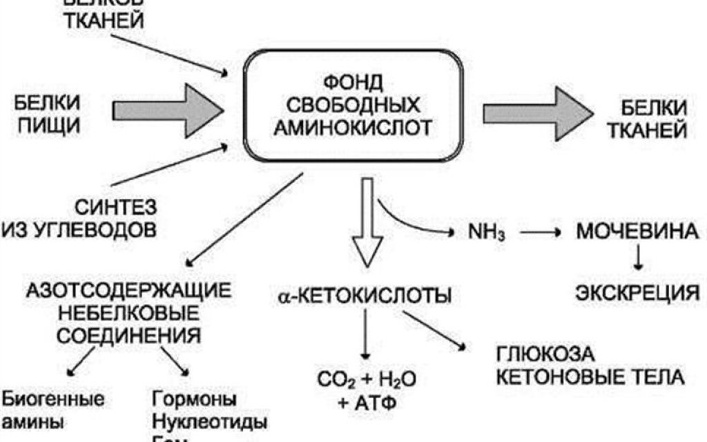 Общие пути метаболизма аминокислот. Схема источники и пути использования аминокислот. Общая схема катаболизм белков. Основные пути использования аминокислот в организме человека (схема).