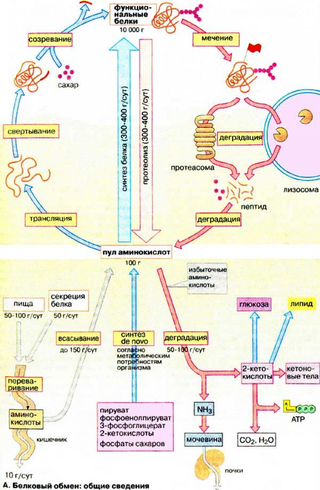 Органы белкового обмена. Схема белкового обмена биохимия. Схема метаболизма белков биохимия. Обмен белка в организме человека биохимия. Обмен белков в организме человека схема.