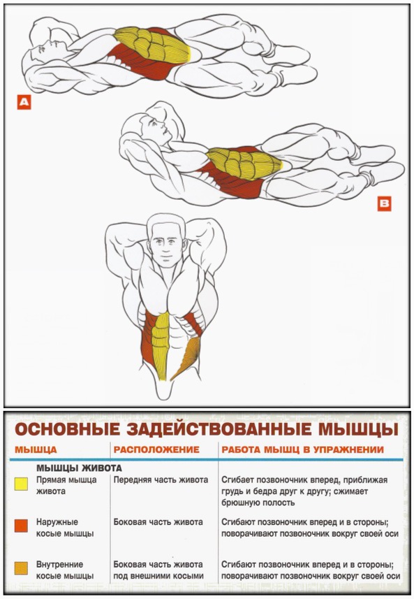 Косые мышцы живота фото