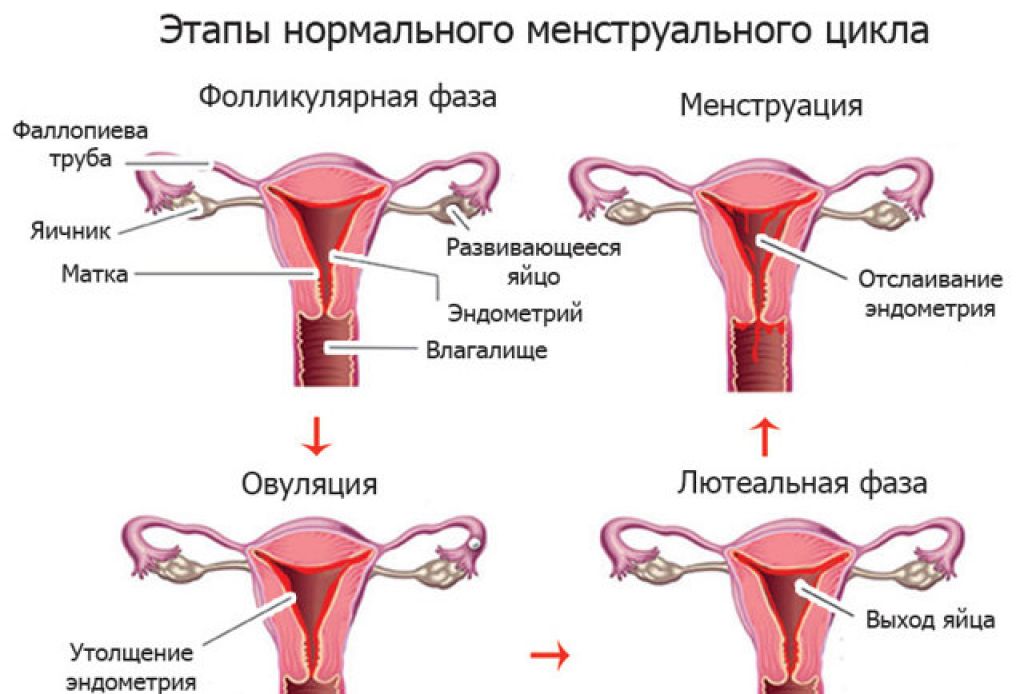 Как у женщины идут месячные. Процесс месячных. Как происходит менструация. Как происходят месячные. КПК происходят месячные..