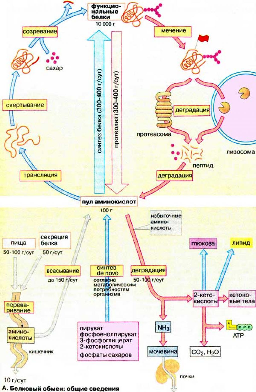 Биохимический обмен. Схема белкового обмена биохимия. Схема метаболизма белков биохимия. Обмен белка в организме человека биохимия. Обмен белков в организме человека схема.