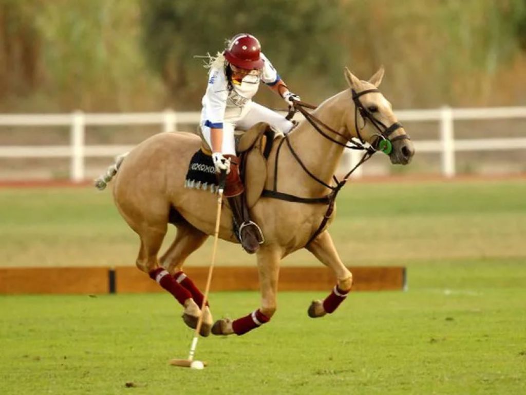 USPA Polo Horse Player Sport