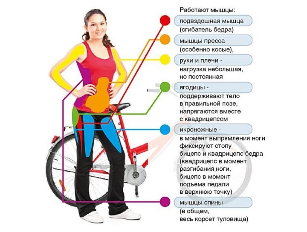 Какие мышцы работают при катании на велосипеде