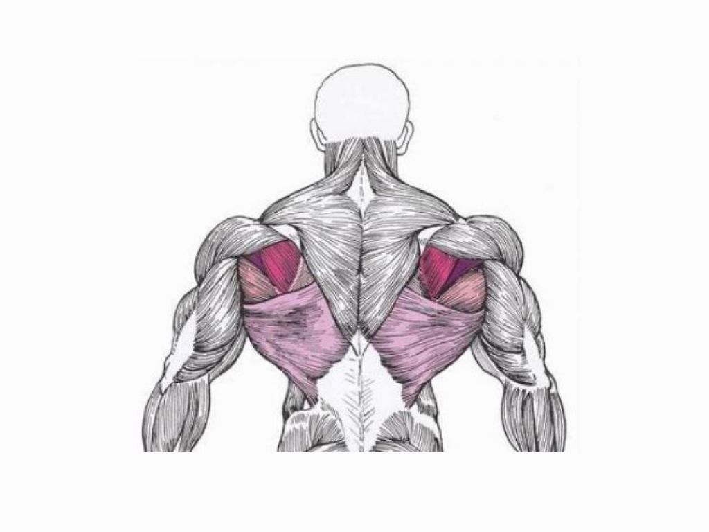 Широкая спина упражнения в зале. Упражнения для накачивания мышц спины. Упражнения на широчайшие мышцы. Упражнения для накачки широчайших мышц спины. Упражнения на широчайшие мышцы спины.