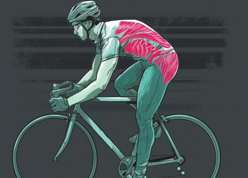 Накаченный велосипед. Мышцы при езде на велосипеде. Анатомия велосипедиста. Велосипед мышцы задействованы. Мышцы при катании на велосипеде.