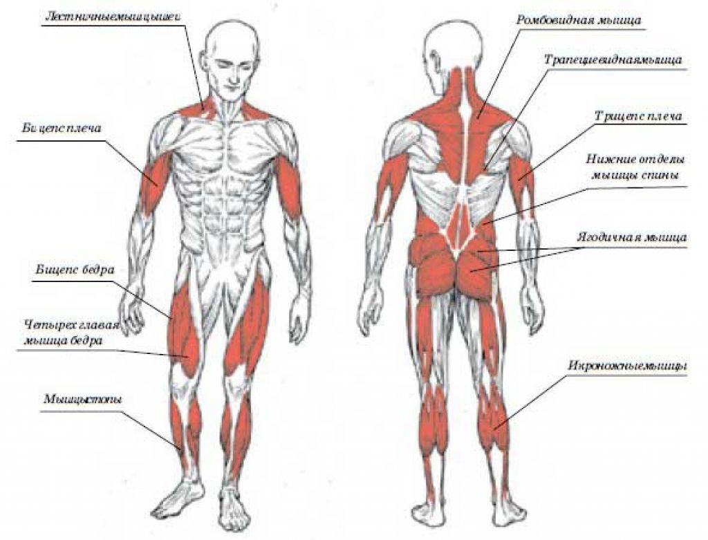 Качаются мышцы при ходьбе. Какие мышцы работают. Бег мышцы схема. Группы мышц задействованные при движениях. Мышцы задействованные при велосипеде.