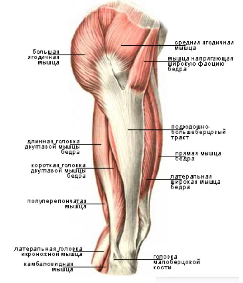 Бедро часть тела человека. Бедра ягодица анатомия строение. Мышцы наружной поверхности бедра анатомия. Строение ягодичной мышцы человека анатомия. Мышцы ягодиц анатомия строение.
