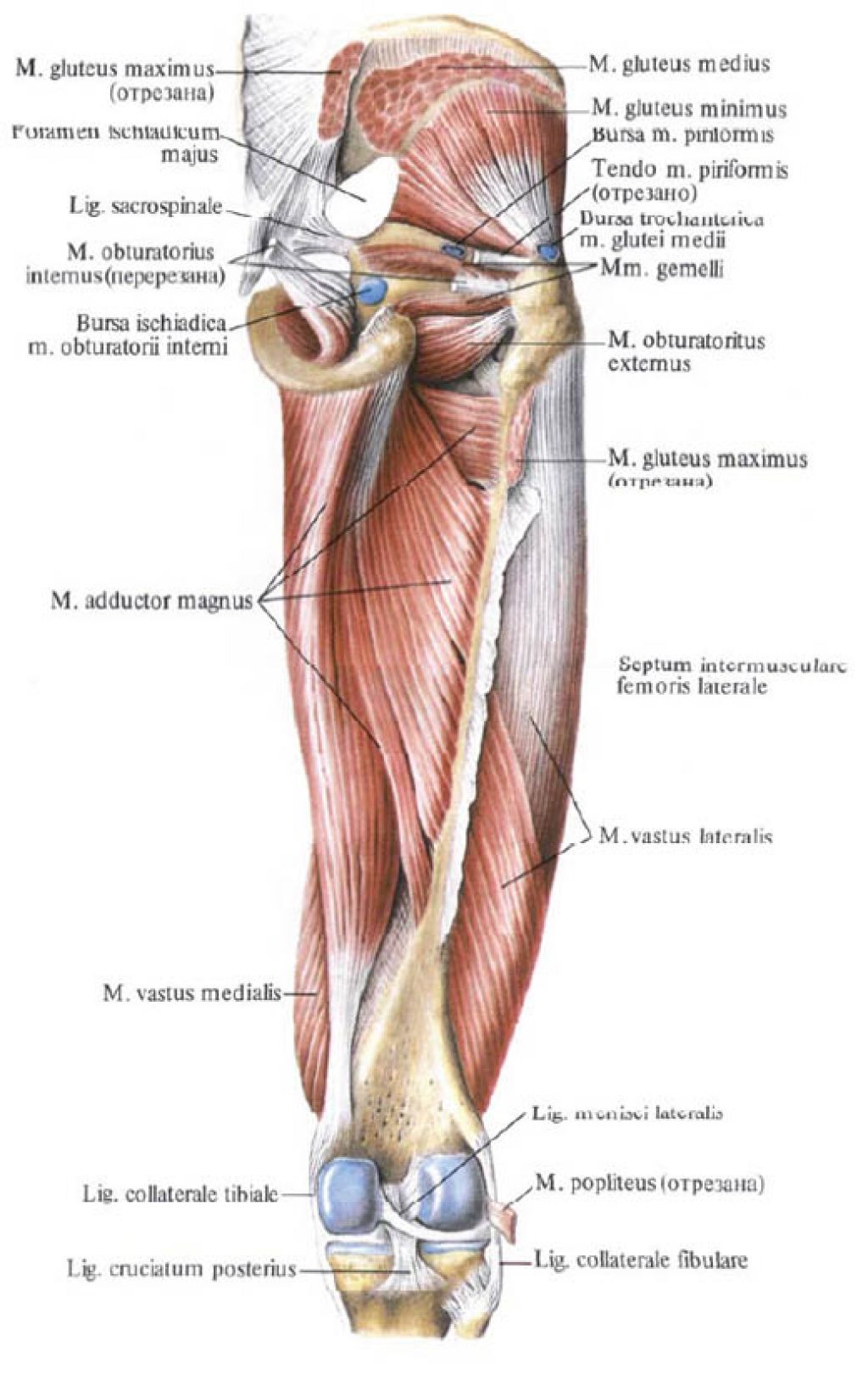 Бедро часть тела человека. Атлас Синельникова мышцы бедра. Мышцы таза и бедра задняя группа. Мышцы нижней конечности задняя группа бедра. Нижняя конечность анатомия послойно мышцы.