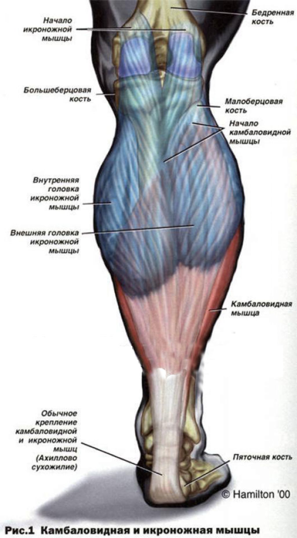Затылок ноги. Икроножная мышца голени. Икроножная и камбаловидная мышцы. Сухожилия икроножной мышцы анатомия. Строение камбаловидной мышцы.