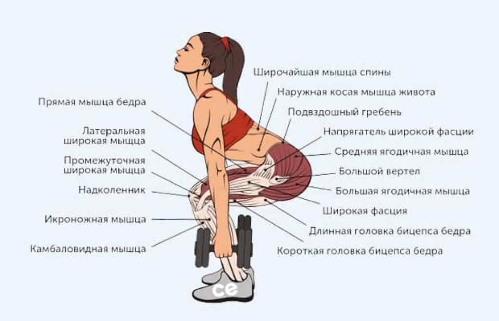 На велосипеде качаются мышцы. Приседания сумо мышцы задействованы. Приседания какие мышцы работают. Мышцы задействованные при приседании. Мышцы задействованные при ПРИСЕДАХ.