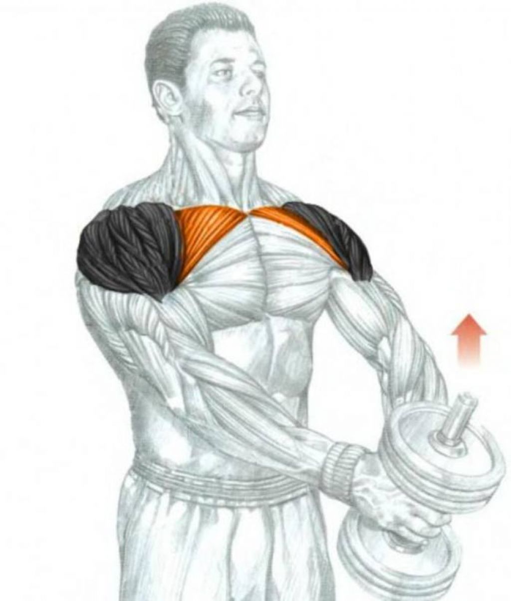Гантели плечи дельты. Дельты мышцы упражнения. Подъем гантелей перед собой передняя Дельта. Задний пучок дельтовидной мышцы упражнения гантелями. Жим гантелей передняя Дельта.
