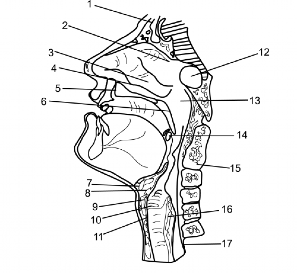 На рисунке изображено строение гортани выберите две. Ротовая полость анатомия вид сбоку. Сагиттальный разрез речевого аппарата. Строение ротовой полости и глотки. Полость гортани анатомия строение.