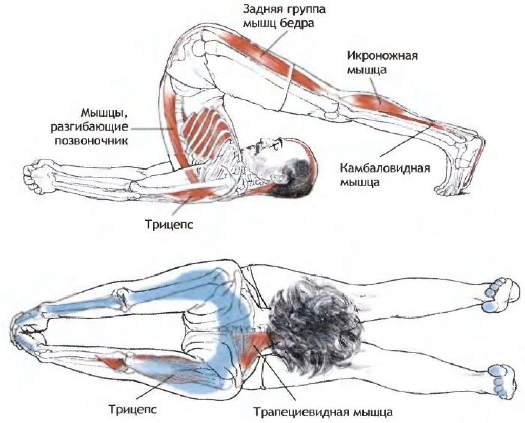 Куда потянула. Халасана поза плуга. Halasana поза плуга. Халасана мышцы. Халасана йога анатомия.