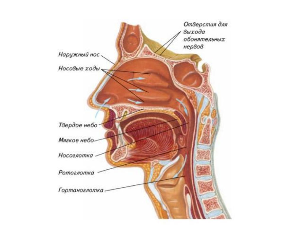 Полость носа и гортань. Схема строения верхних дыхательных путей. Нос носоглотка ротоглотка. Дыхательная система человека носоглотка. Дыхательная система человека ротовая полость.