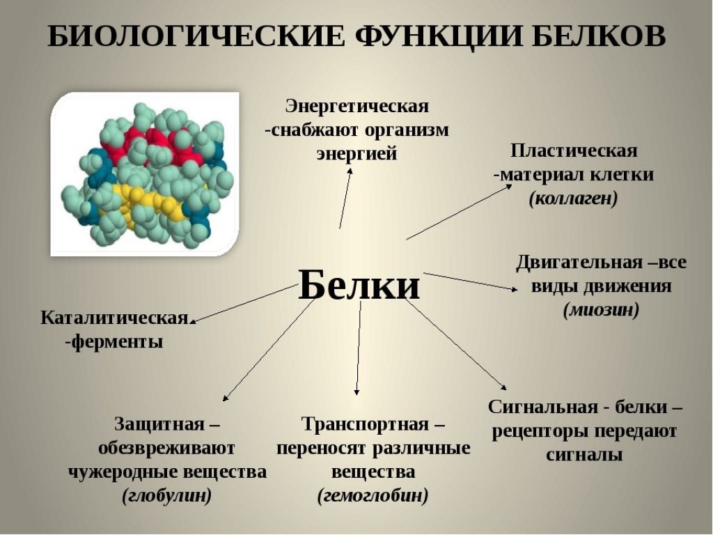 Белки ферменты синтезируются в. Роль бедков в организм. Белки роль в организме. Роль белков d организме. Функции белков в организме человека.