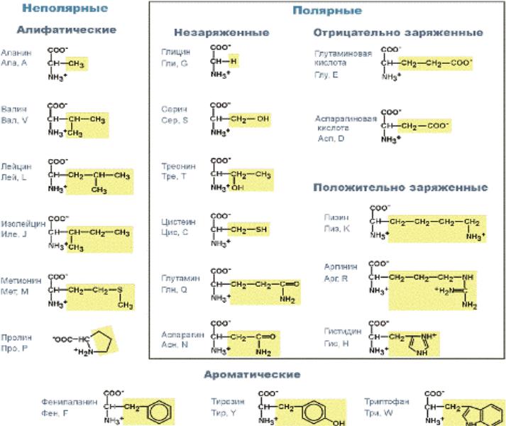 Незаменимые аминокислоты презентация