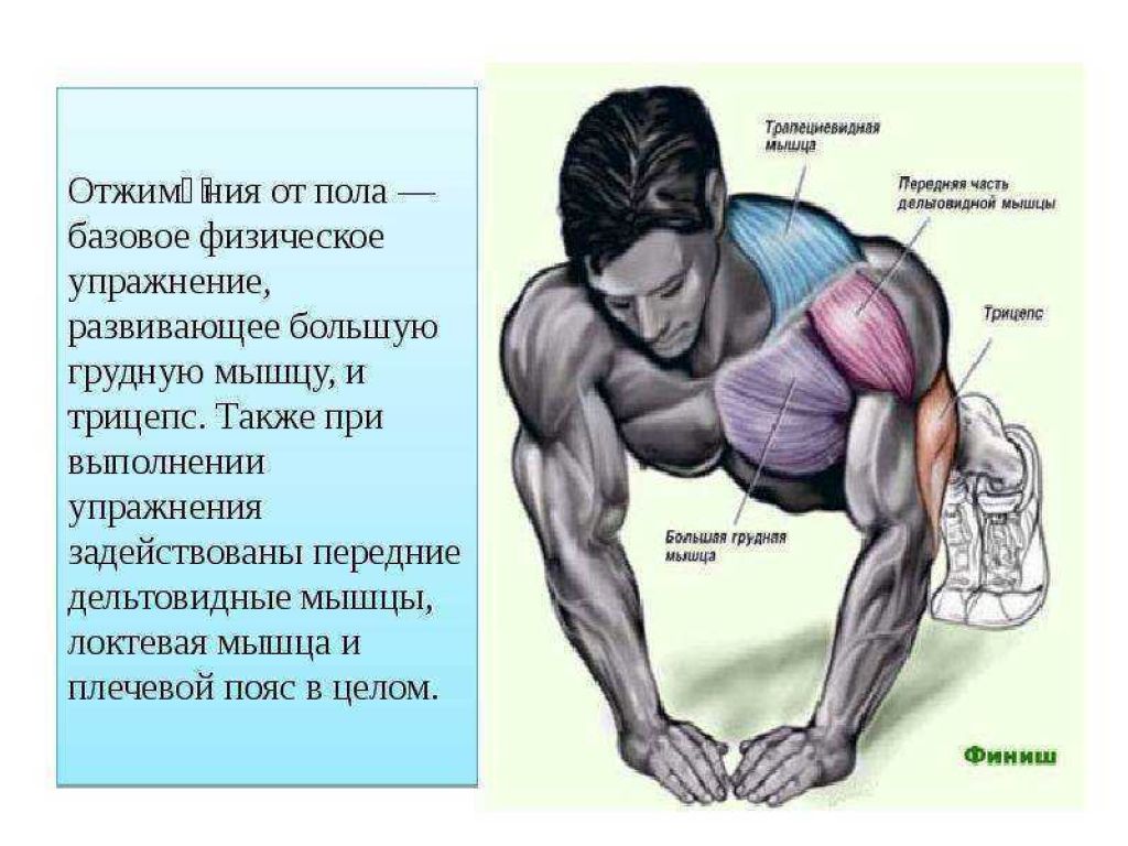 Польза отжиманий для мужчин. Отжимания группы мышц. Схема прокачки грудных мышц отжиманиями. Отжимания от пола какие мышцы. Отжимания от пола какие мышцы работают.