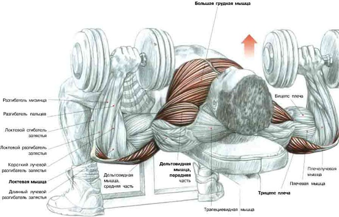 Базовые упражнения на грудные мышцы для женщин, на массу с гантелями