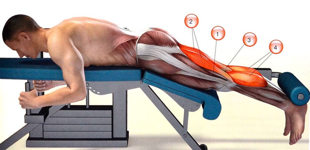 Мышца разгибание. Сгибание ног лежа мышцы. Сгибатель бедра тренажер. Тренажер сгибатель ног лежа. Тренажер на бицепс бедра лежа.