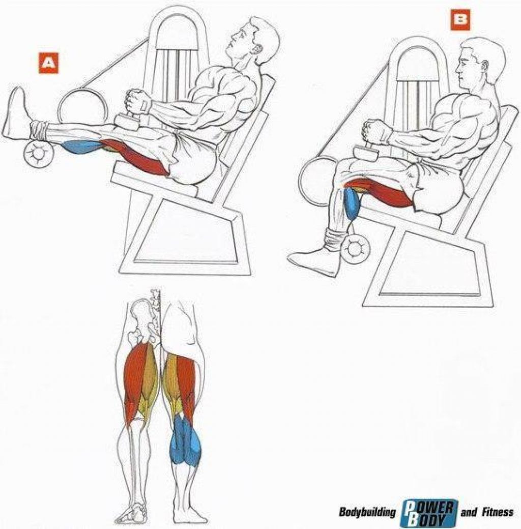 Сгибание ног сидя в тренажере техника выполнения