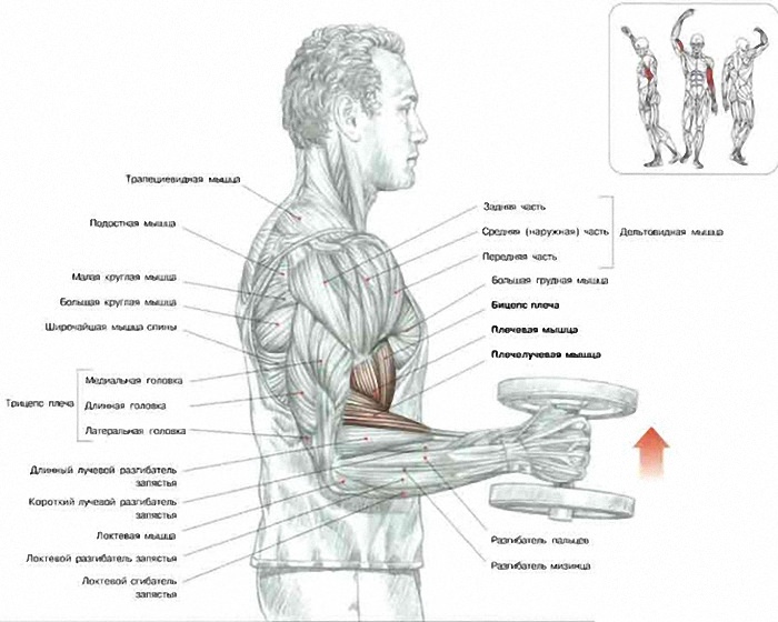 Как подтянуть мышцы рук женщине в домашних условиях с фото пошагово