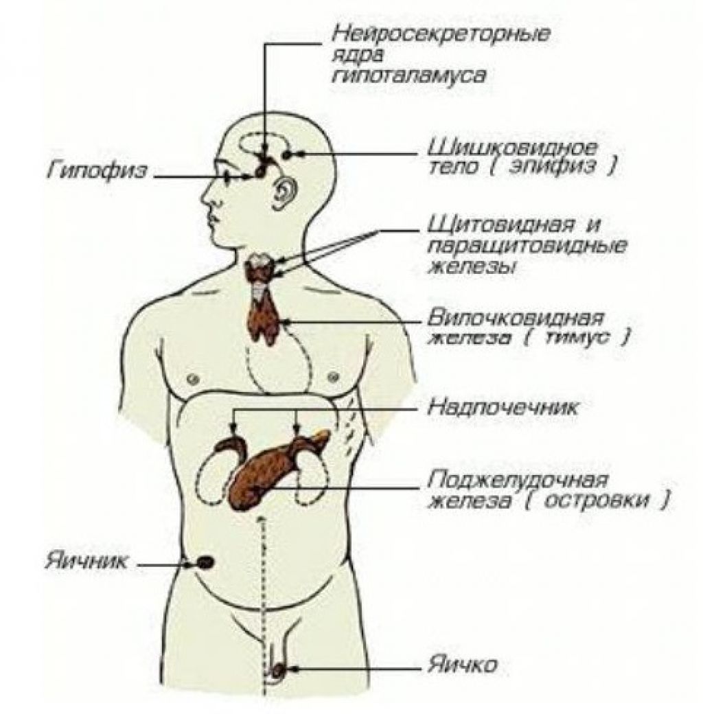 Схема желез внутренней секреции человека