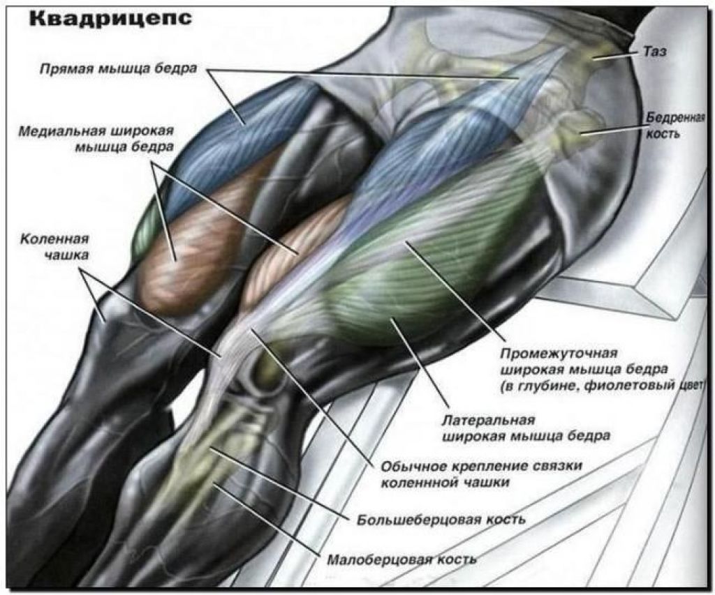 Передняя группа мышц бедра сгибатель бедра