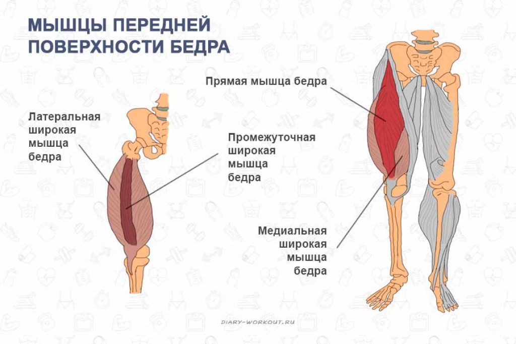 Передняя бедренная. Латеральная группа мышц бедра анатомия. Мышцы сгибатели тазобедренного сустава. Четырехглавая мышца бедра анатомия. Латеральная промежуточная и медиальная широкие мышцы бедра.