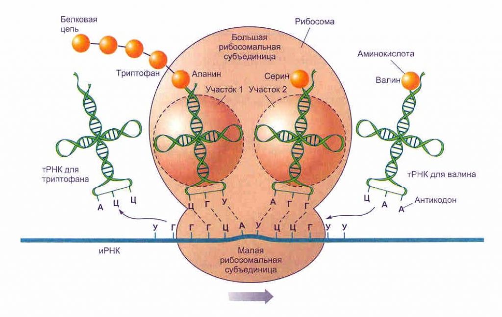 В рибосому входят молекулы трнк. Синтез белка активный центр рибосомы. Функциональные центры рибосом. Биосинтез белка центры рибосомы схема. Строение рибосомы схема ИРНК белок.