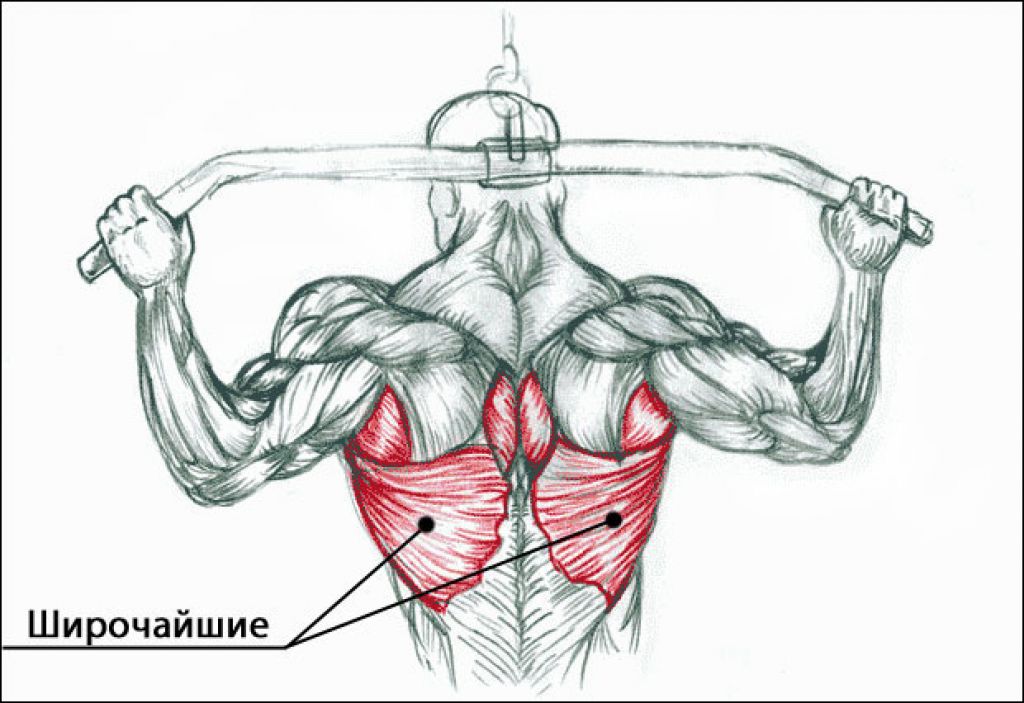 Как накачать спину в домашних мужчине. Крылья спины мышцы упражнения. Трапециевидная мышца спины упражнения. Прокачка широчайших мышц спины. Широчайшие мышцы спины Крылья.