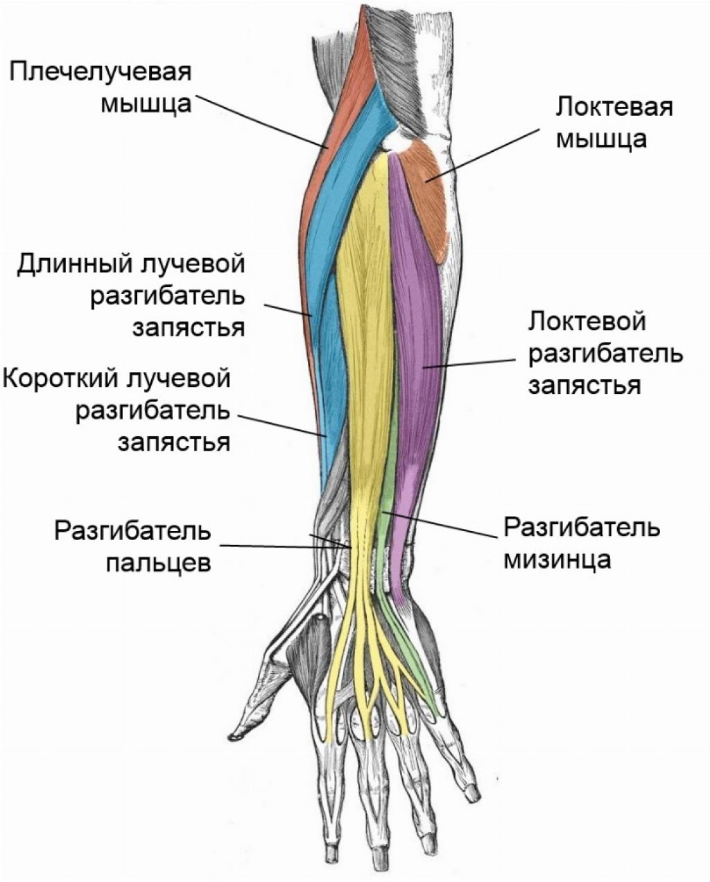 Мышцы предплечья анатомия задняя группа