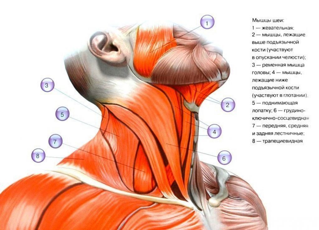 Мышцы шеи анатомия. Мышцы шейно-воротниковой зоны анатомия. Кивательная мышца шеи анатомия. Лестничные мышцы шеи анатомия. Мышцы шеи и воротниковой зоны анатомия.