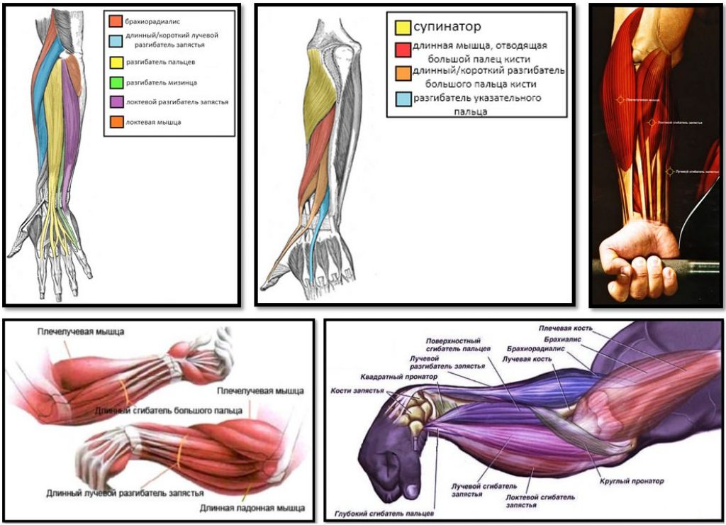 Сгибатели кисти. Мышцы предплечья разгибающие кисть. Мышцы предплечья анатомия разгибатель пальцев. Пронация кисти мышцы. Мышцы сгибатели и разгибатели кисти.