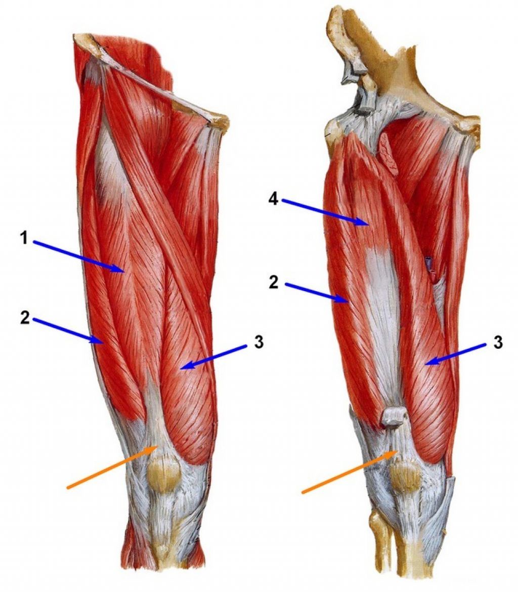 Бедренный разрыв. Четырехглавая мышца бедра анатомия. Четырехглавая мышца анатомия. Четырёхглавая мышца бедра мышцы. Сухожилие четырехглавой мышцы бедра анатомия.