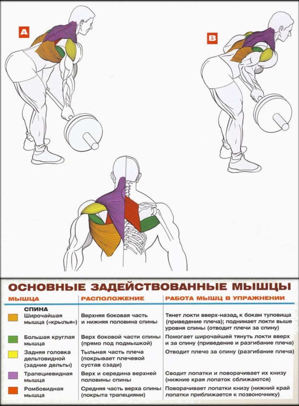 Упражнения на нижнюю спину