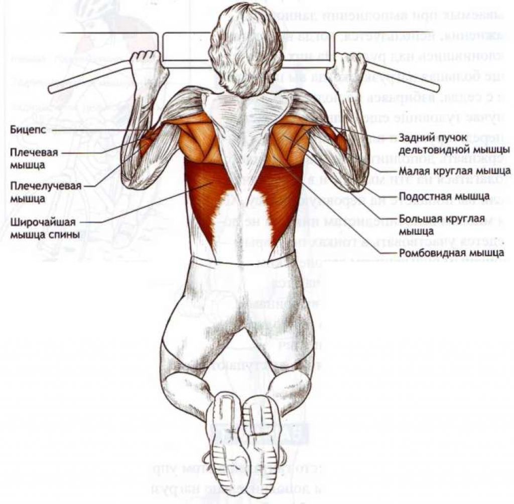 Подтягивания нагрузка. Какие мышцы работают при подтягивании на перекладине. Мышцы при подтягивании на турнике разными хватами. Подтягивания широким хватом какие мышцы. Какие мышцы задействованы при подтягивании на турнике.