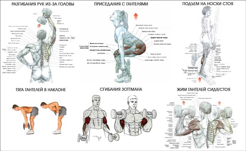 План тренировки с гантелями дома для набора мышечной массы для мужчин