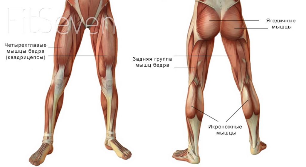 Укороченные мышцы сгибатели бедра