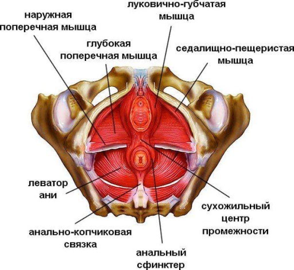 Женский нижний орган